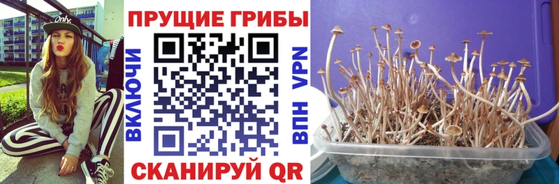 Псилоцибиновые грибы ЛСД  Елец 